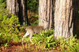 Deer in woods