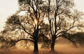 Two trees