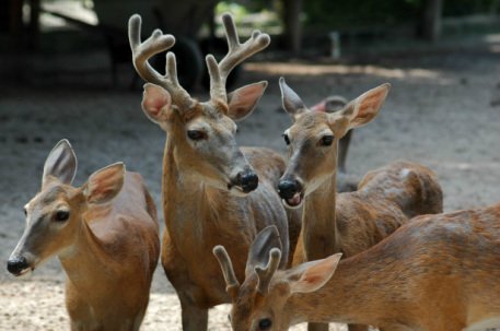 Deer family